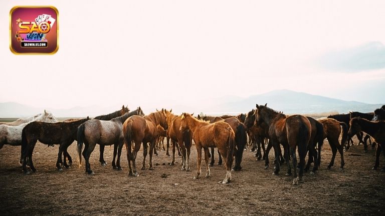 Mơ thấy ngựa đánh con gì tại Saowin